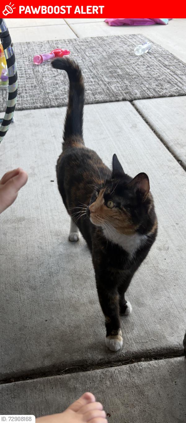 Lost Female Cat last seen Jean Marie drive , Larkfield-Wikiup, CA 95403