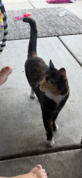Lost Female Cat last seen Jean Marie drive , Larkfield-Wikiup, CA 95403
