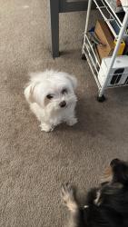 Lost Female Dog last seen eldorado pines st . slypark, Enterprise, NV 89139