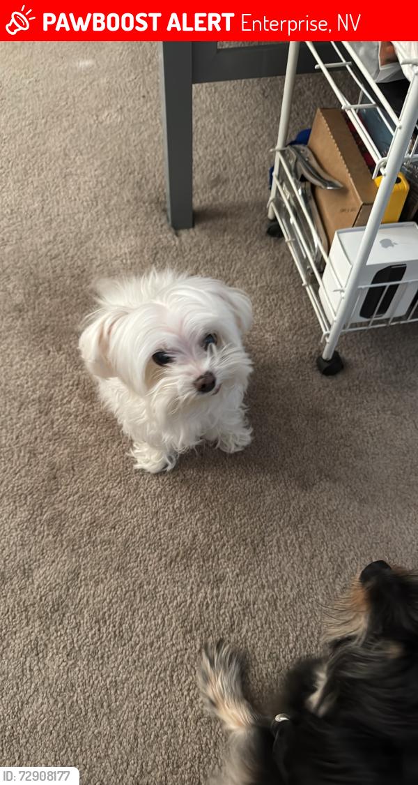 Lost Female Dog last seen eldorado pines st . slypark, Enterprise, NV 89139