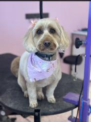 Reunited Female Dog last seen Clear Creef Dr and US36, Danville, IN 46122