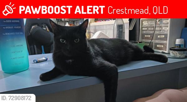 Lost Male Cat last seen Love street, Coffey street, , Crestmead, QLD 4132