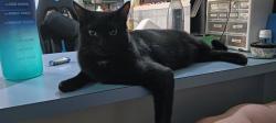 Lost Male Cat last seen Love street, Coffey street, , Crestmead, QLD 4132
