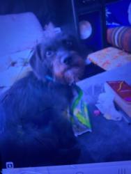 Reunited Male Dog last seen Palm Springs Animal Shelter, Palm Springs, CA 92264