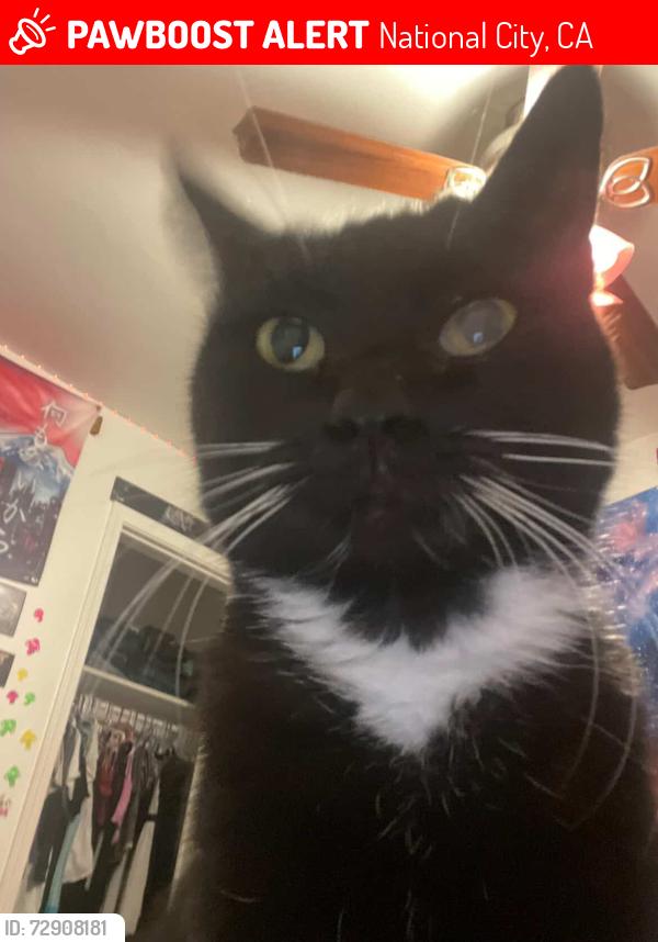 Lost Female Cat last seen Near n avenue , National City, CA 91950