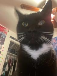 Lost Female Cat last seen Near n avenue , National City, CA 91950