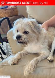 Reunited Female Dog last seen I29 and 435S, Kansas City, MO 64163