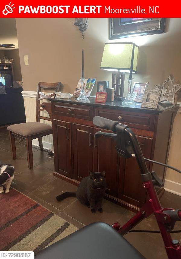 Lost Male Cat last seen Rinehardt Rd, Mooresville, NC 28115