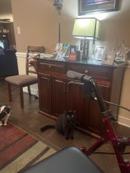 Lost Male Cat last seen Rinehardt Rd, Mooresville, NC 28115
