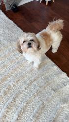 Reunited Female Dog last seen Lord William Penn Drive, Morristown, NJ 07960