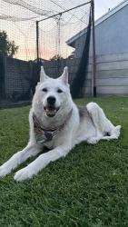 Found/Stray Female Dog last seen Longden and Santa Anita Ave. Arcadia CA, Arcadia, CA 91006