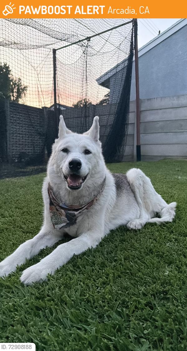 Found/Stray Female Dog last seen Longden and Santa Anita Ave. Arcadia CA, Arcadia, CA 91006