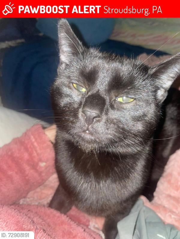Lost Male Cat last seen Penn stroud hotel, Stroudsburg, PA 18360