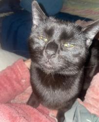 Lost Male Cat last seen Penn stroud hotel, Stroudsburg, PA 18360