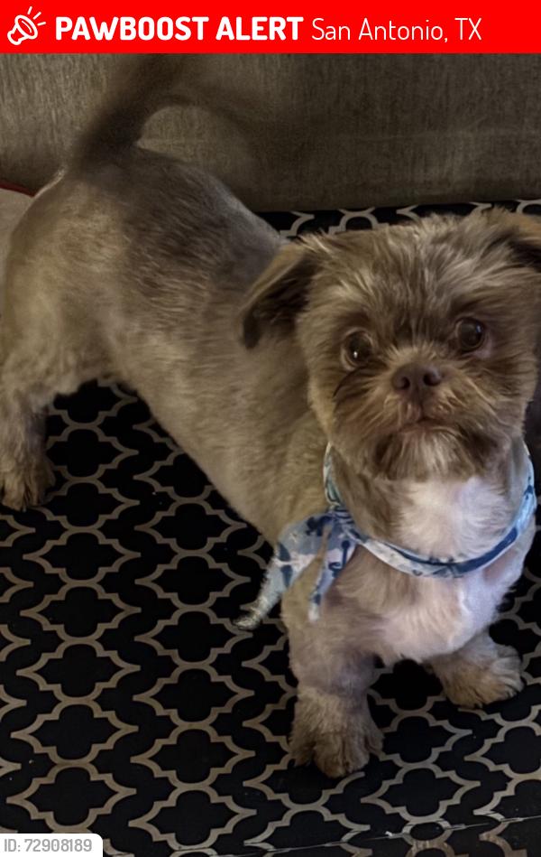 Lost Male Dog last seen Evers and Callaghan , San Antonio, TX 78228