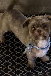 Lost Male Dog last seen Evers and Callaghan , San Antonio, TX 78228