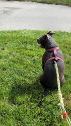 Reunited Female Dog last seen Brookville road between Davis and post road 46239, Indianapolis, IN 46239
