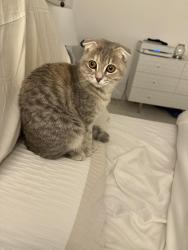 Lost Female Cat last seen Overstone lane, Overstone, England NN6 0AA