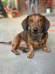 Reunited Male Dog last seen Rhodes ave and  OakRidge Dr , Memphis, TN 38111