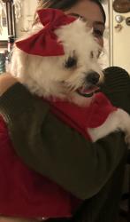 Lost Female Dog last seen Forth bridge , Houston, TX 77084