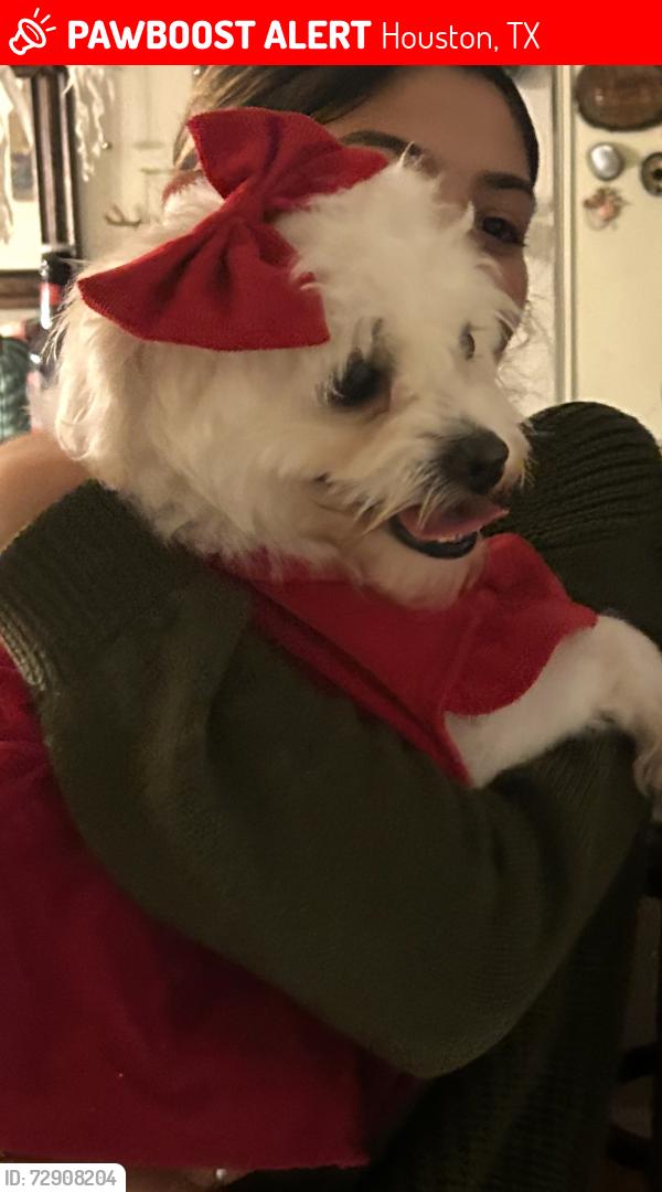 Lost Female Dog last seen Forth bridge , Houston, TX 77084