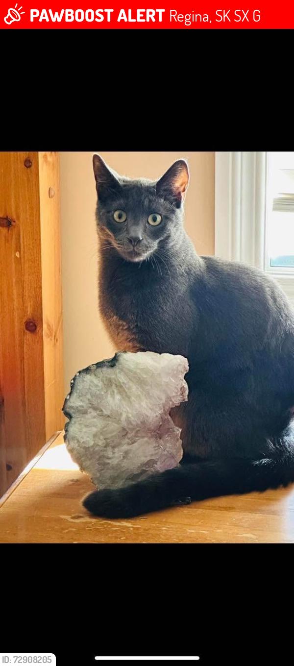 Lost Male Cat last seen Lakeridge addition area, Regina, SK S4X 0G9
