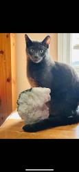Lost Male Cat last seen Lakeridge addition area, Regina, SK S4X 0G9