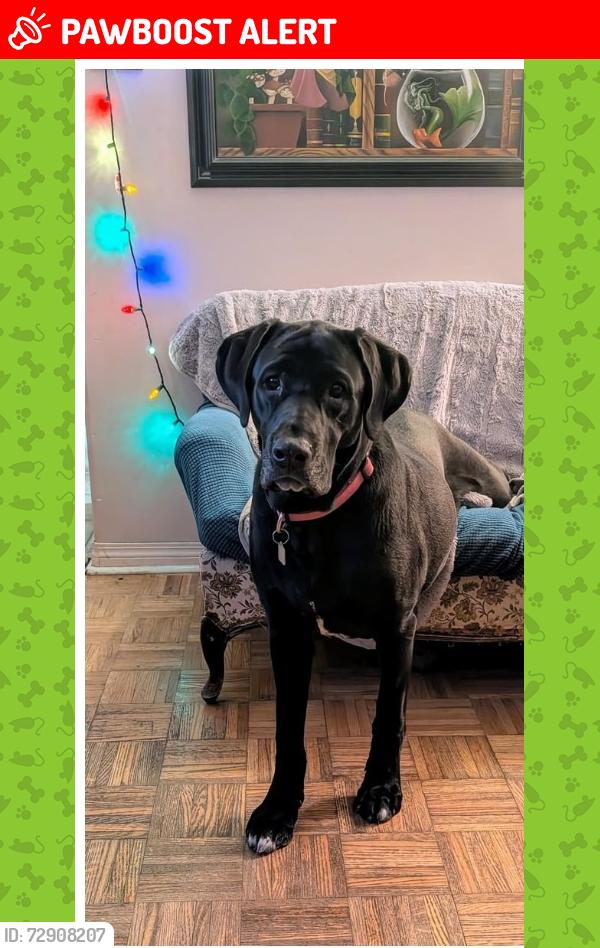 Lost Male Dog last seen Newtown & laurel, Dewey-Humboldt, AZ 86327
