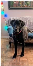 Lost Male Dog last seen Newtown & laurel, Dewey-Humboldt, AZ 86327
