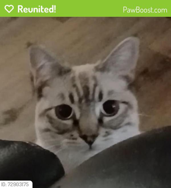 Reunited Male Cat last seen Rosemead , Rosemead, CA 91770