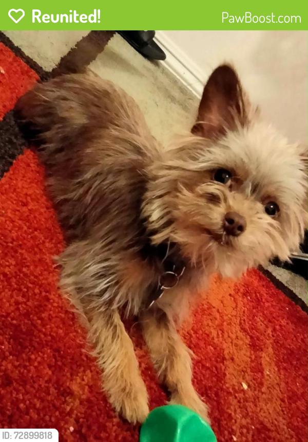 Reunited Male Dog last seen Anaheim blvd and Lincoln , Anaheim, CA 92815