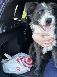Reunited Male Dog last seen Not sure, Dallas, TX 75203