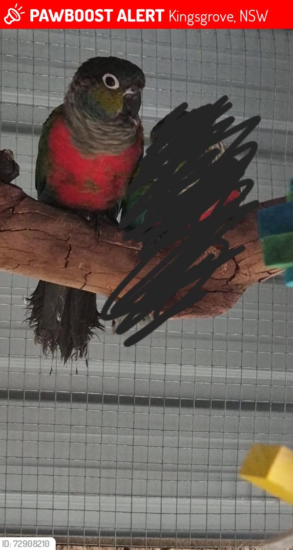 Lost Male Bird last seen Meet on Morgan coffee shop , Kingsgrove, NSW 2208