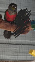 Lost Male Bird last seen Meet on Morgan coffee shop , Kingsgrove, NSW 2208