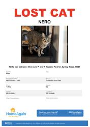 Reunited Male Cat last seen Silver lute Pl and Tapestry circle , The Woodlands, TX 77381