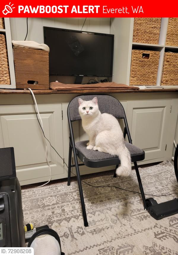 Lost Female Cat last seen Brookridge Blvd and 1st Dr SE, Everett, WA 98203