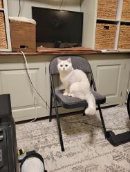 Lost Female Cat last seen Brookridge Blvd and 1st Dr SE, Everett, WA 98203