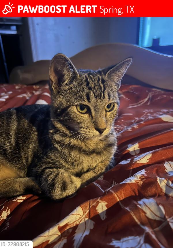 Lost Male Cat last seen Colony Creek, Spring, TX 77379