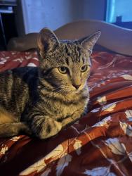 Lost Male Cat last seen Colony Creek, Spring, TX 77379