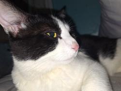 Reunited Male Cat last seen Granite alley and N Wayne st, West Chester, PA 19380