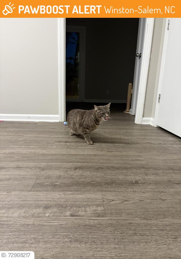 Found/Stray Unknown Cat last seen Gardens at country club townhouses , Winston-Salem, NC 27104