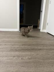 Found/Stray Unknown Cat last seen Gardens at country club townhouses , Winston-Salem, NC 27104