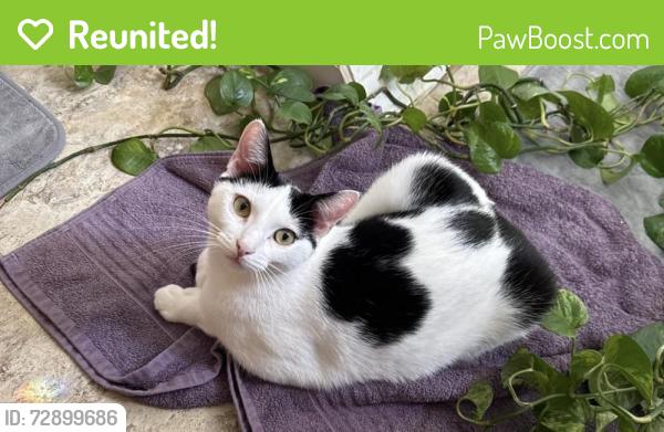 Reunited Male Cat last seen near lake street and parker place apmts, Wallingford, CT 06492