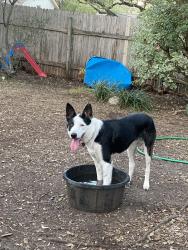 Reunited Male Dog last seen Evers Leon Valley , San Antonio, TX 78240