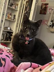 Lost Female Cat last seen Dollar general market, Bakersfield, CA 93306