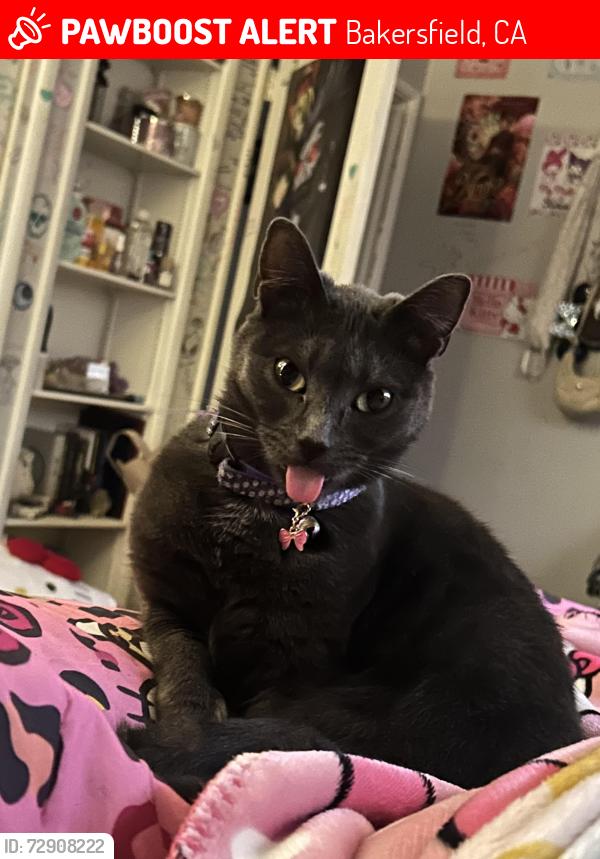 Lost Female Cat last seen Dollar general market, Bakersfield, CA 93306