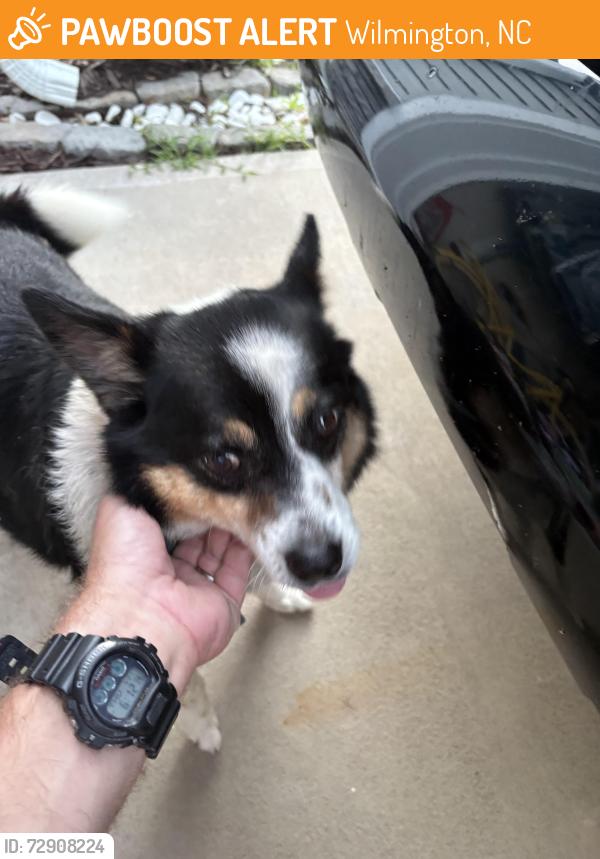 Found/Stray Unknown Dog last seen Echo farms, Wilmington, NC 28412