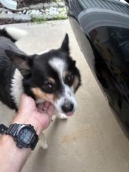 Found/Stray Unknown Dog last seen Echo farms, Wilmington, NC 28412