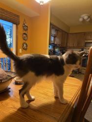Reunited Female Cat last seen Coleman St SE west of Eastern Ave SE, Grand Rapids, MI 49548
