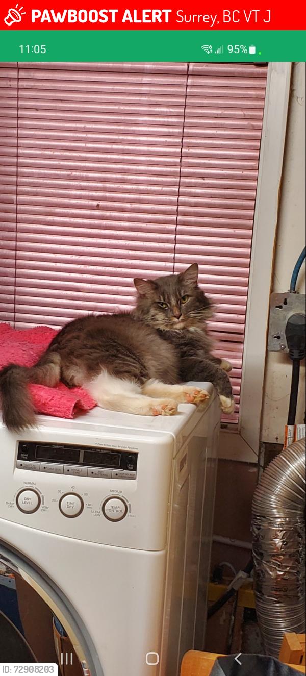 Lost Male Cat last seen 108th and 130A in backyard , Surrey, BC V3T 2J2